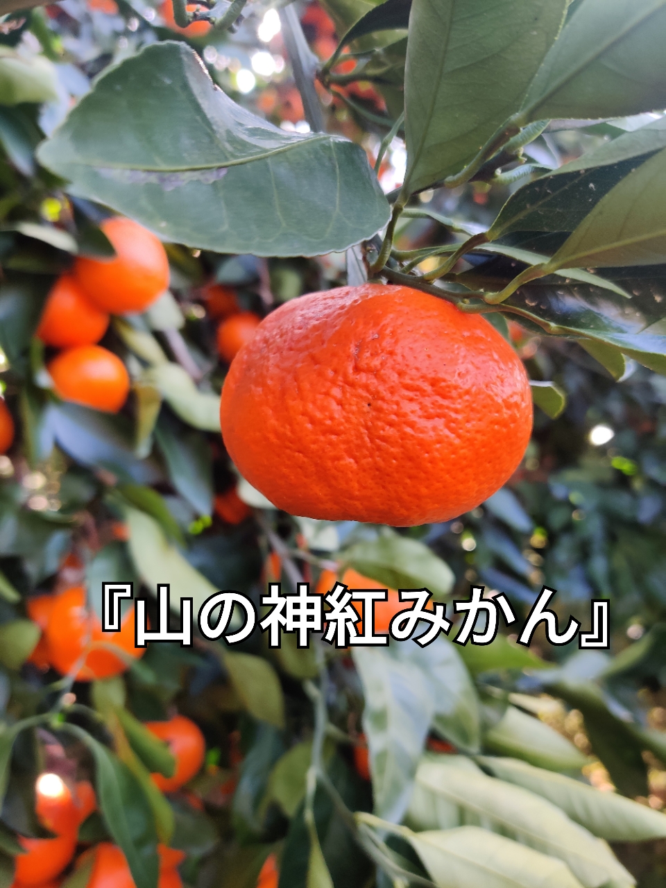 山の神 紅みかんの紹介