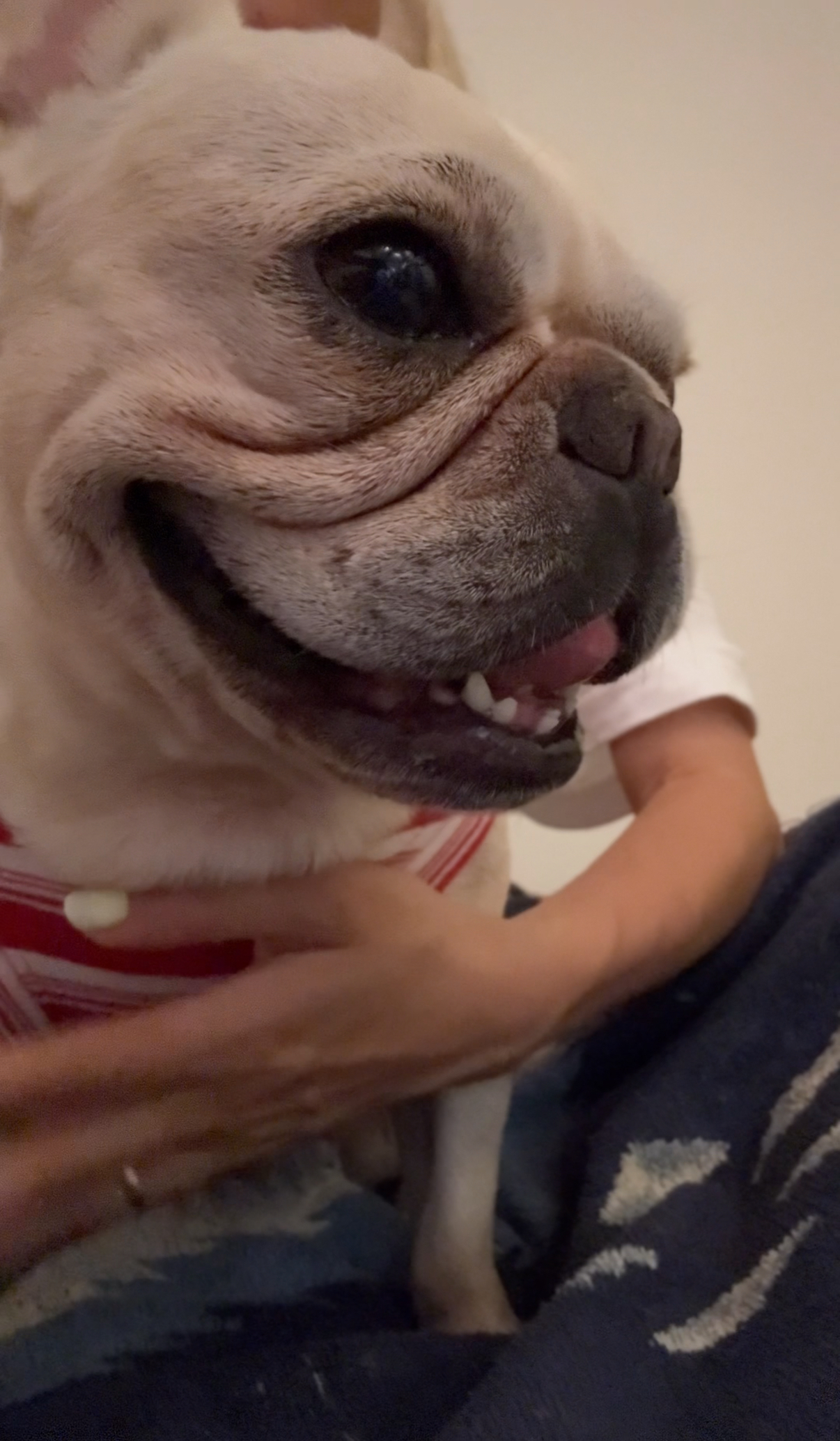 雷がこわい女、ギブリです。