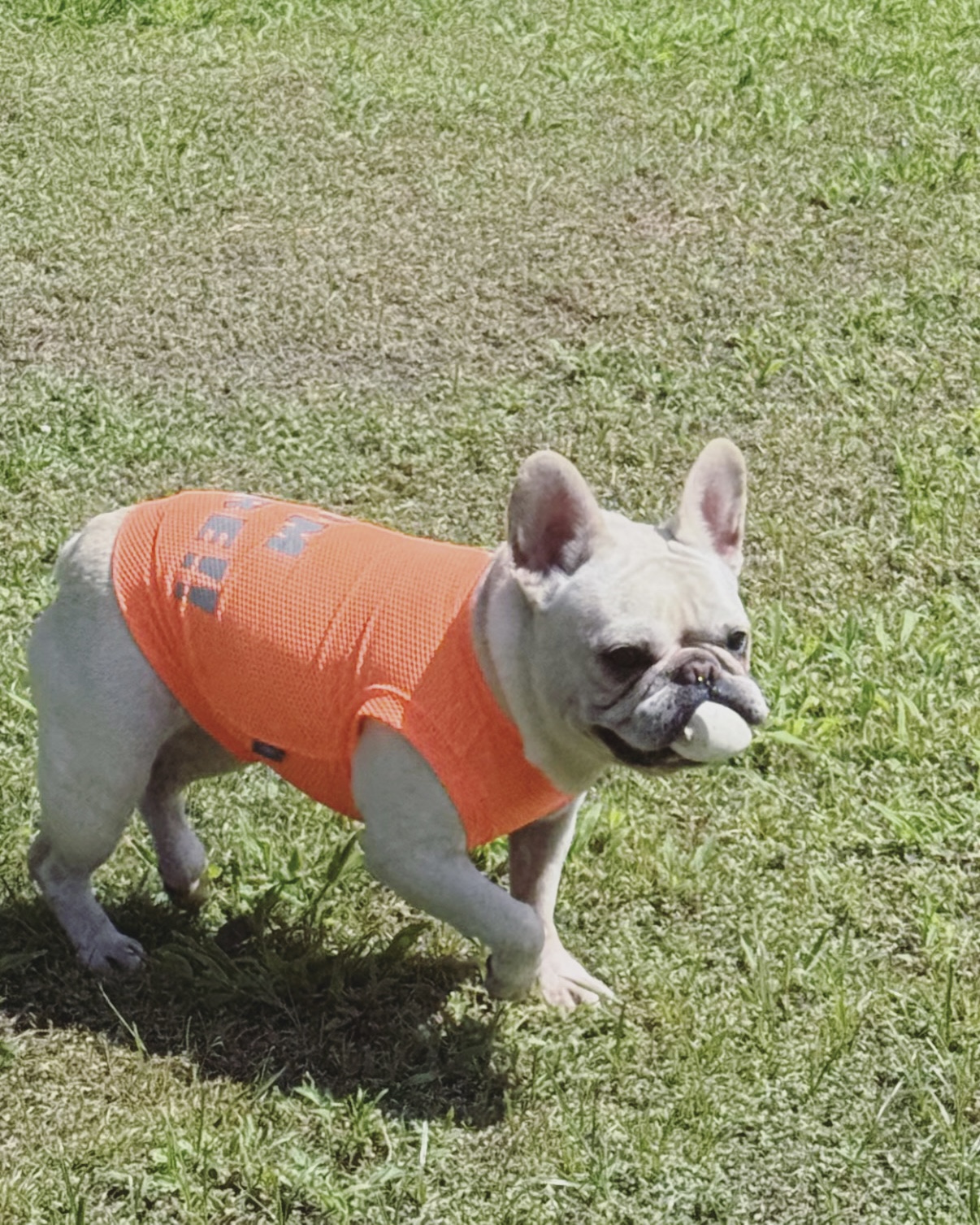 海外から見た"日本の犬文化"