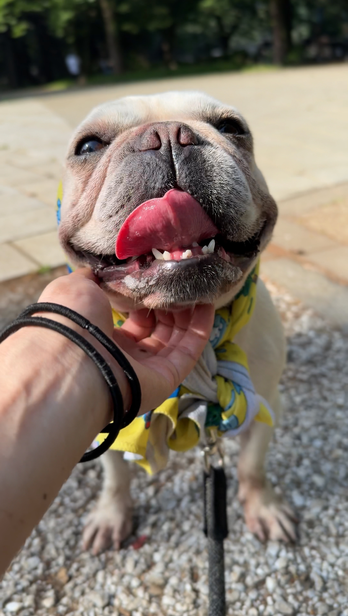 地団駄を踏む犬