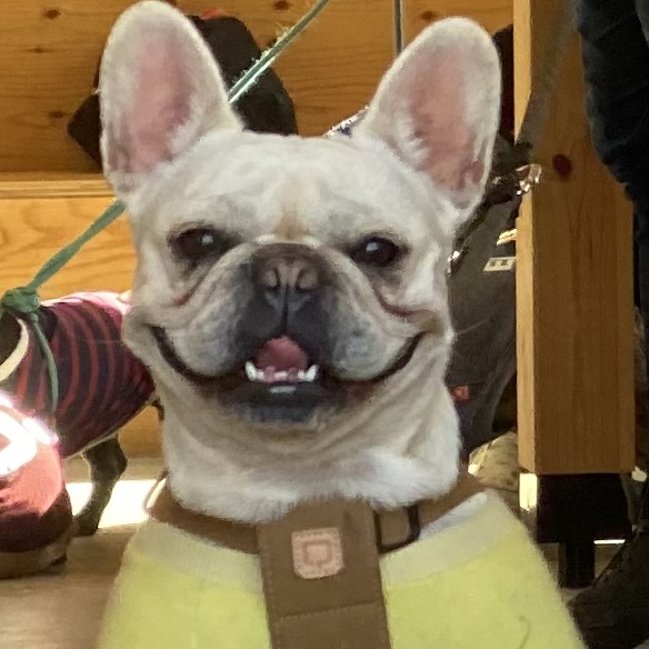 賢くないかもだけど、伝わる犬種。