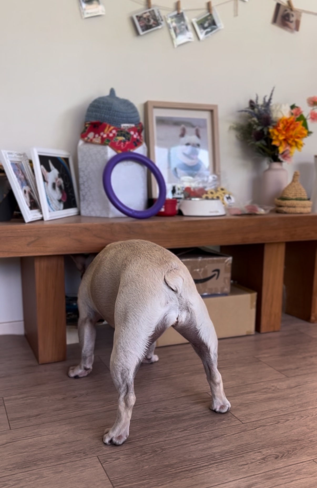 お空組のみんな、おかえりっ