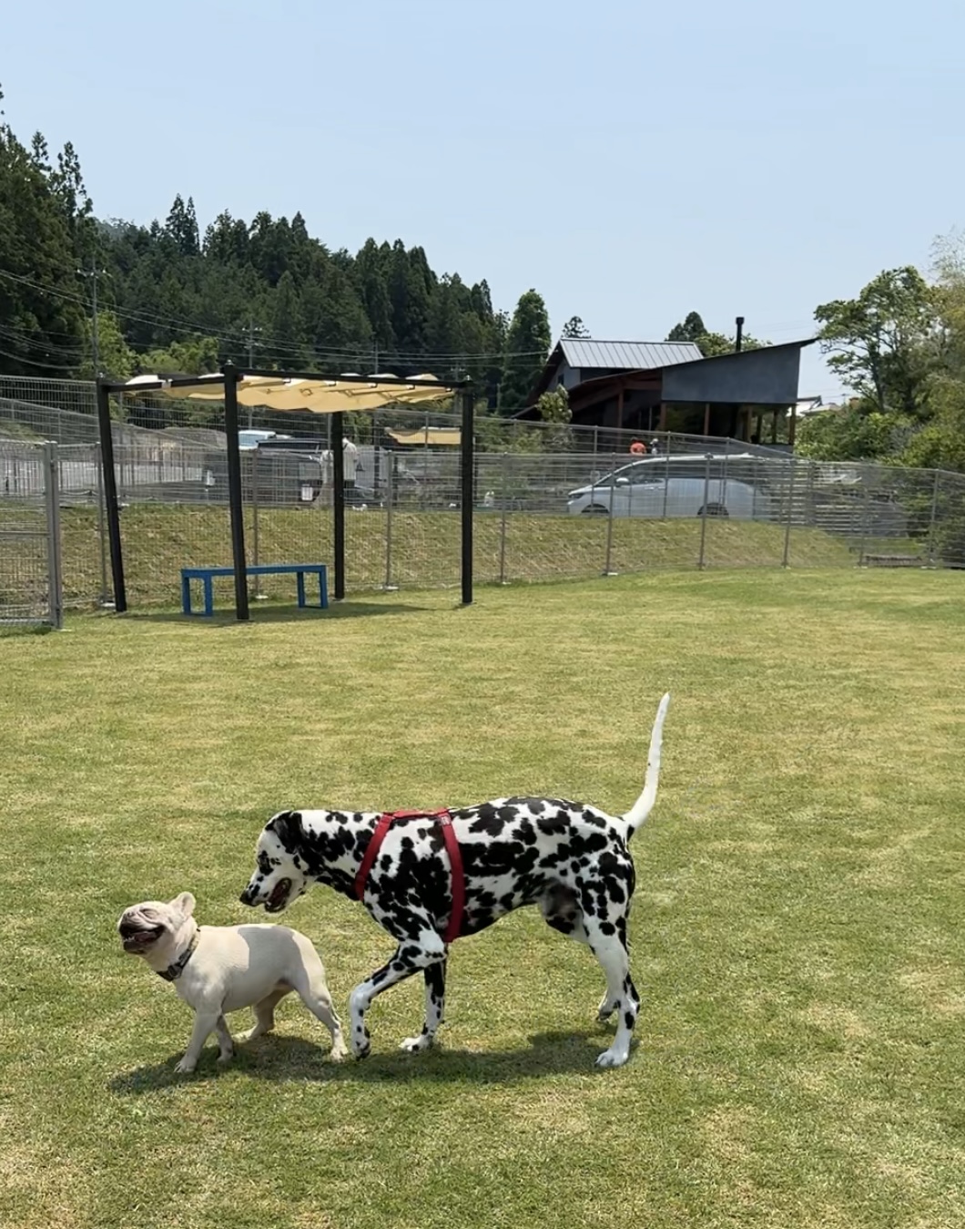 ポッカリ空き地と、犬飼いの夢