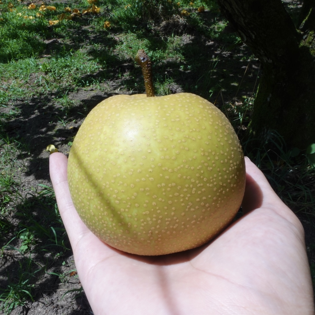 今年もシーズンが始まります🍐