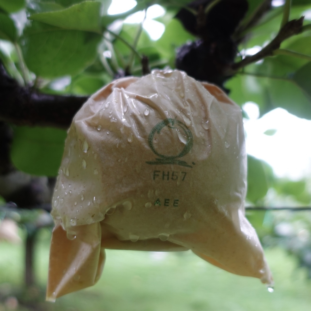 2024年度産　梨　予約注文受付中🍐