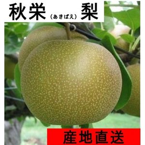 2021年産　秋栄梨　注文開始！