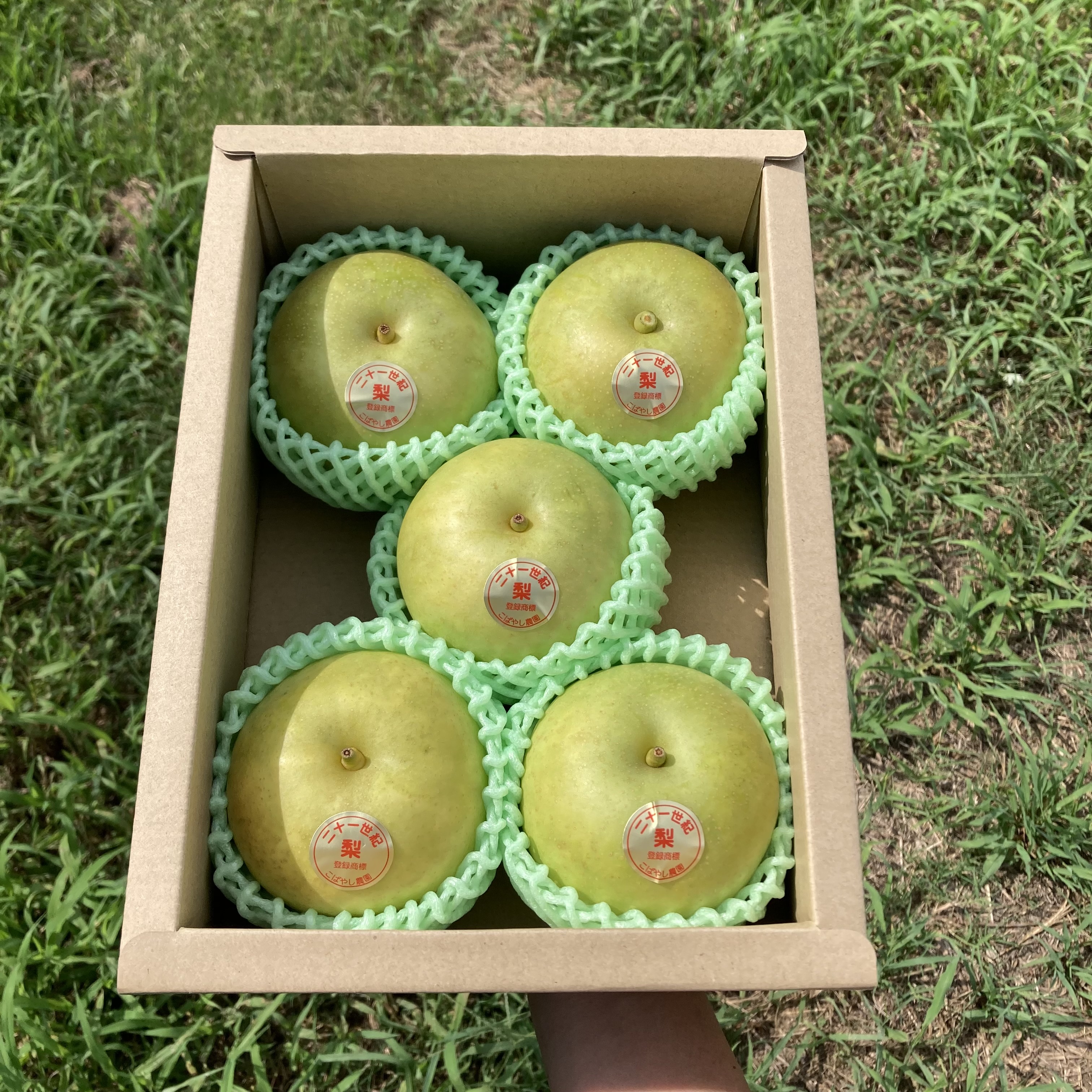 2026年産梨のご予約受付スタート🍐