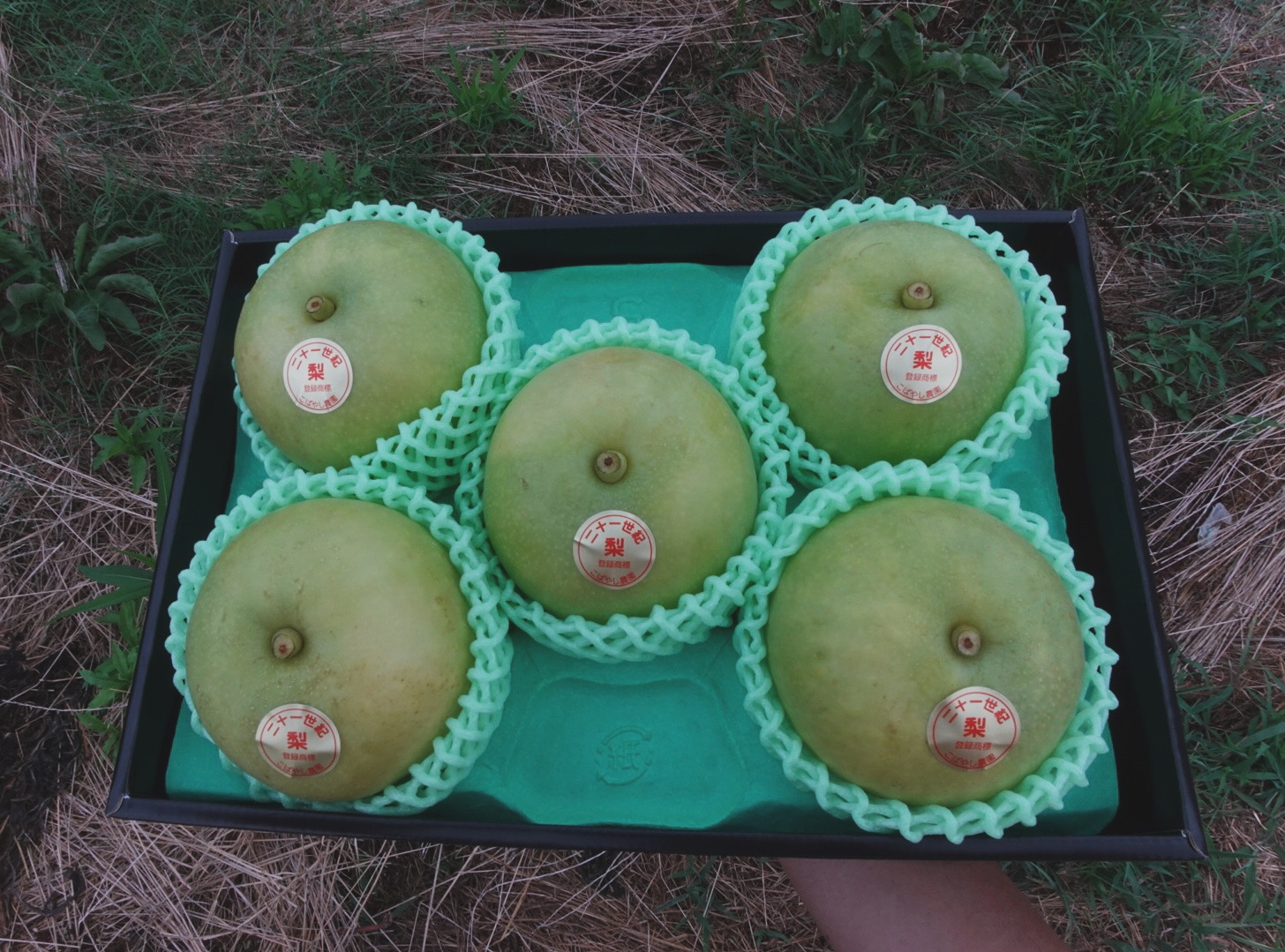 100年続く味を今年も。2025年度産梨ご予約のご案内🍐