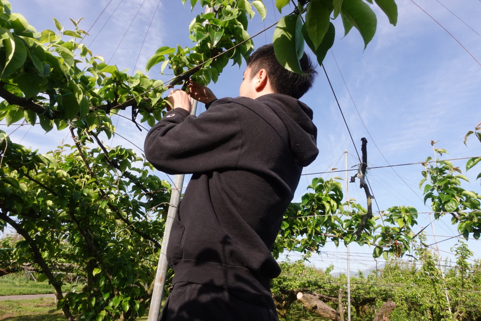 梨たちが今年も順調に育ってくれています🍐