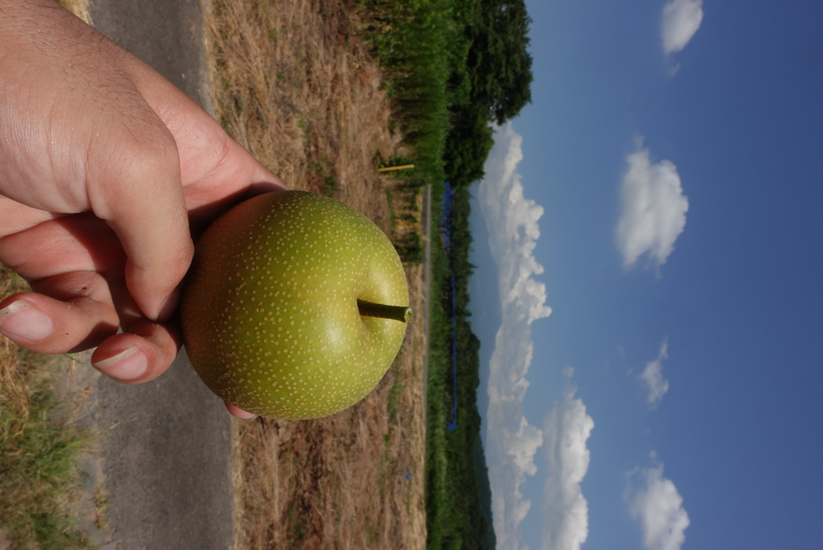 今シーズンの梨の収穫が始まりました🍐