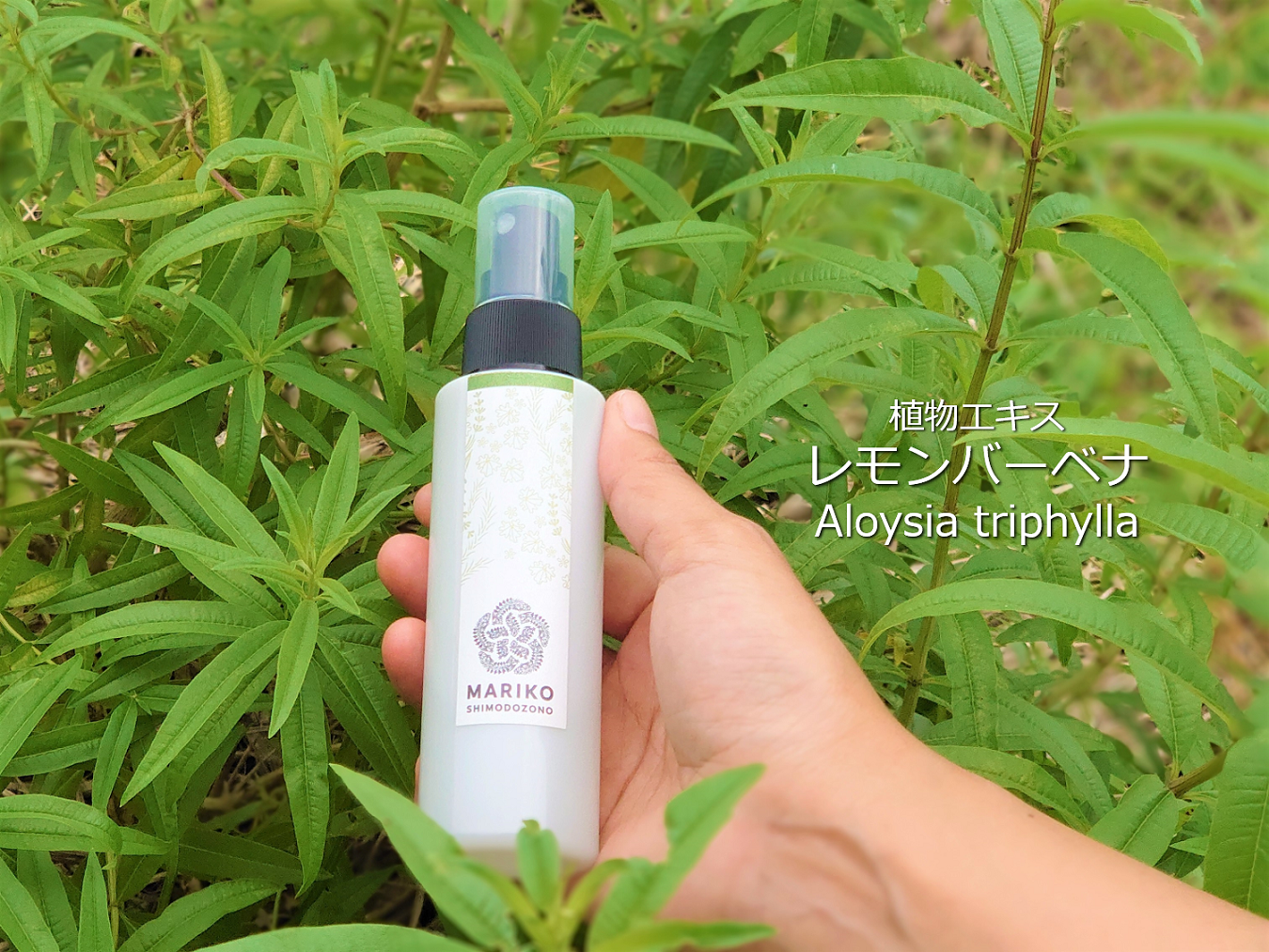 「植物エキス　鹿児島産レモンバーベナ」の販売を開始しました。
