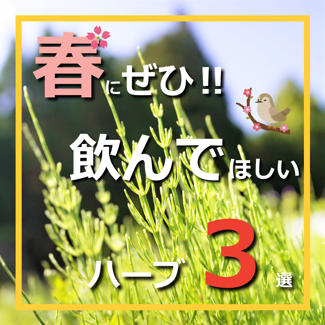 春にぜひ！！飲んでほしいハーブ３選