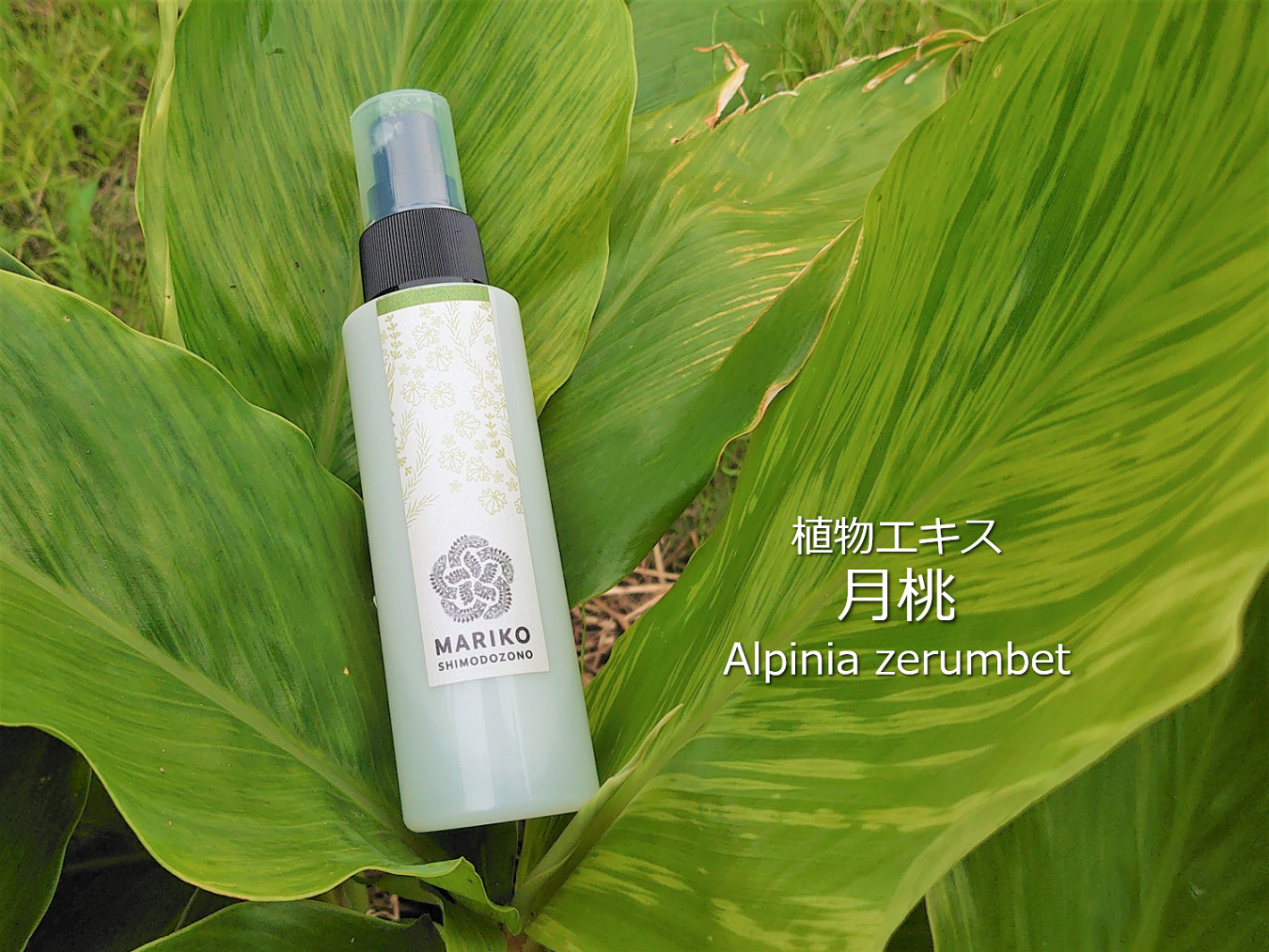 「植物エキス　鹿児島産月桃」の販売を開始しました。
