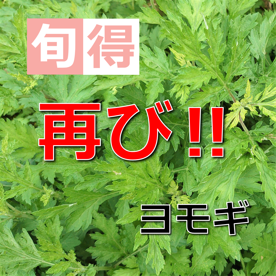 再び！旬得【ヨモギ】をスタートします。【4月11日20時～21日8時までのご注文が対象となります。】