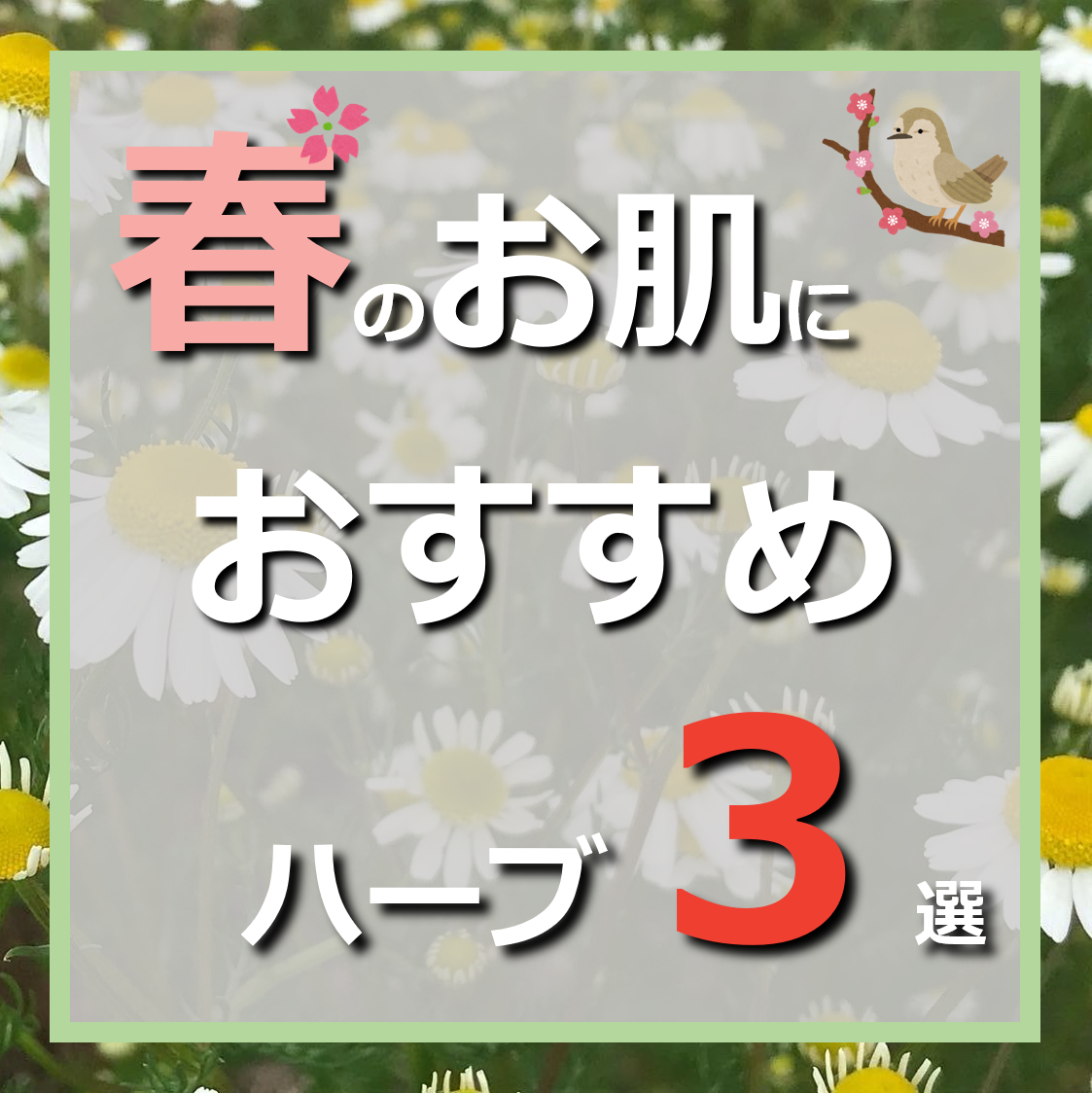 春のお肌におすすめハーブ３選