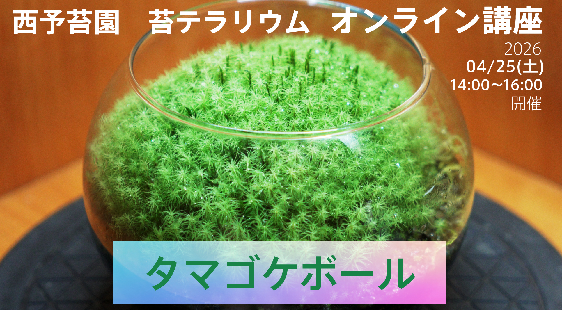 苔テラリウムオンライン講座『タマゴケボール』を開催します！【4/25開催】