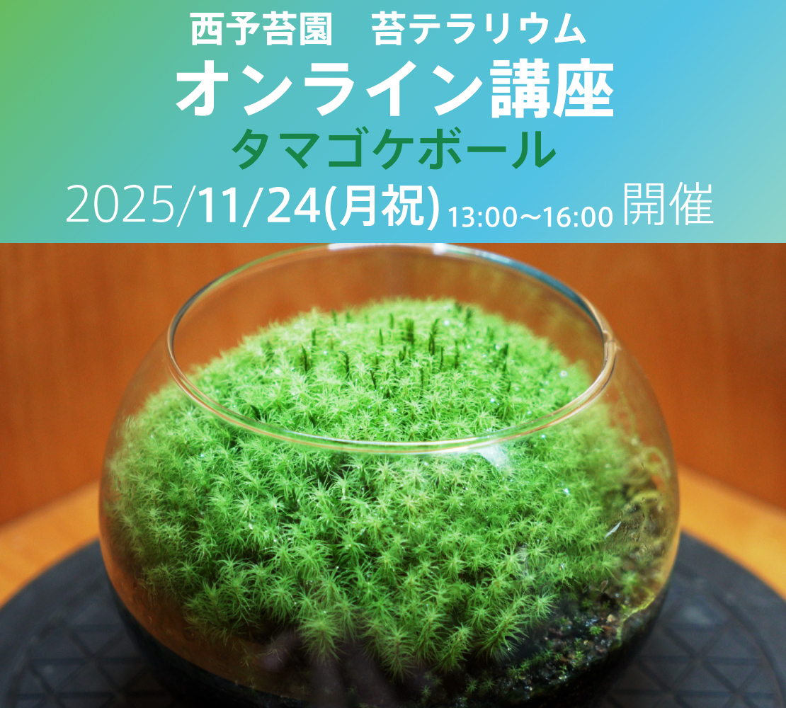 苔テラリウムオンライン講座『タマゴケボール』を開催します!【11/24開催】