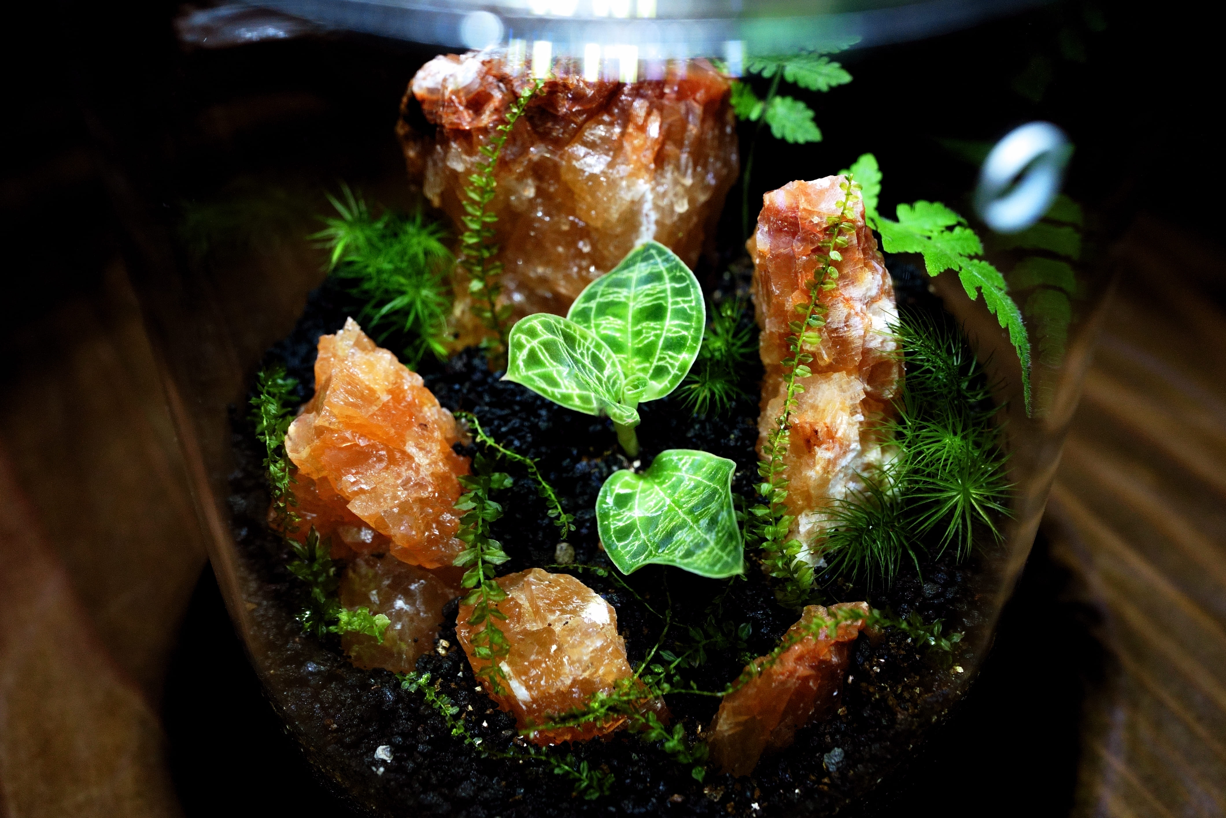 【10名限定】ジュエルオーキッドの苔テラリウムオンライン講座開催!【2026/01/30】