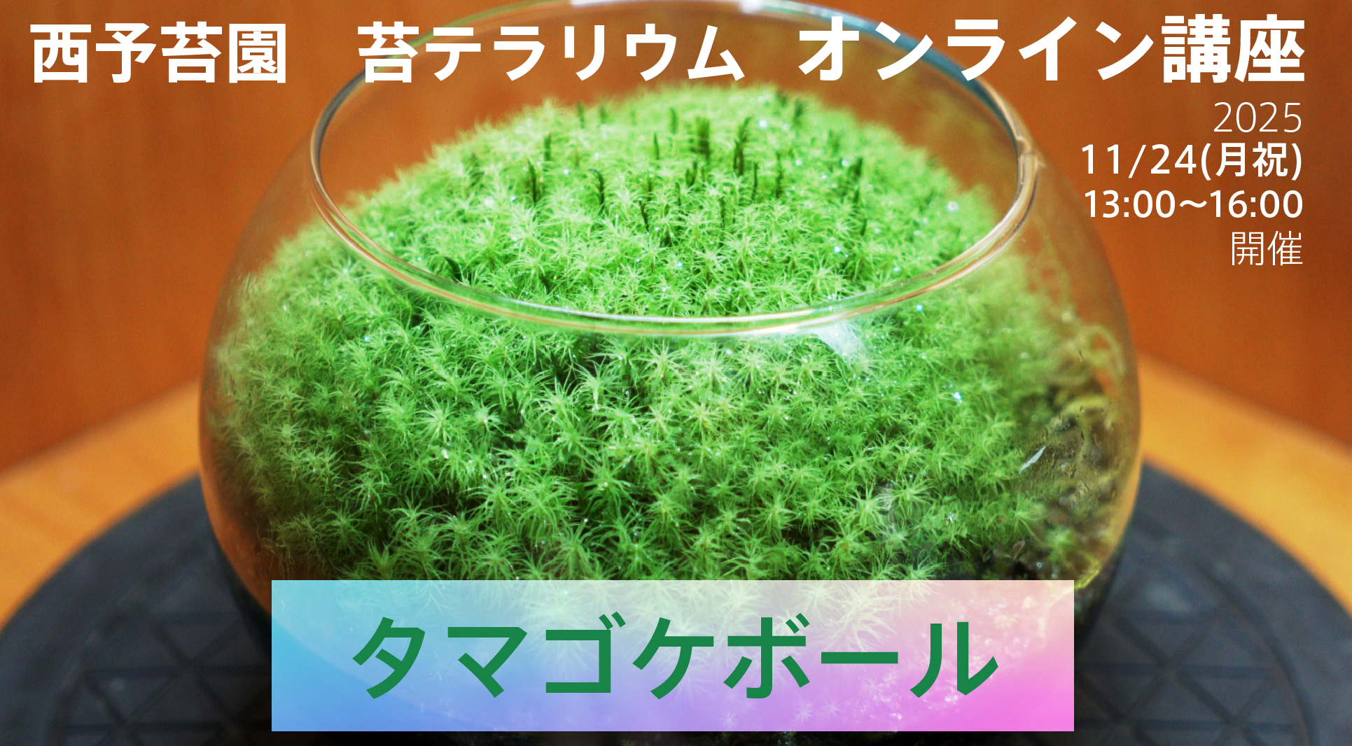 【11/24開催】タマゴケボールのオンライン講座開催です
