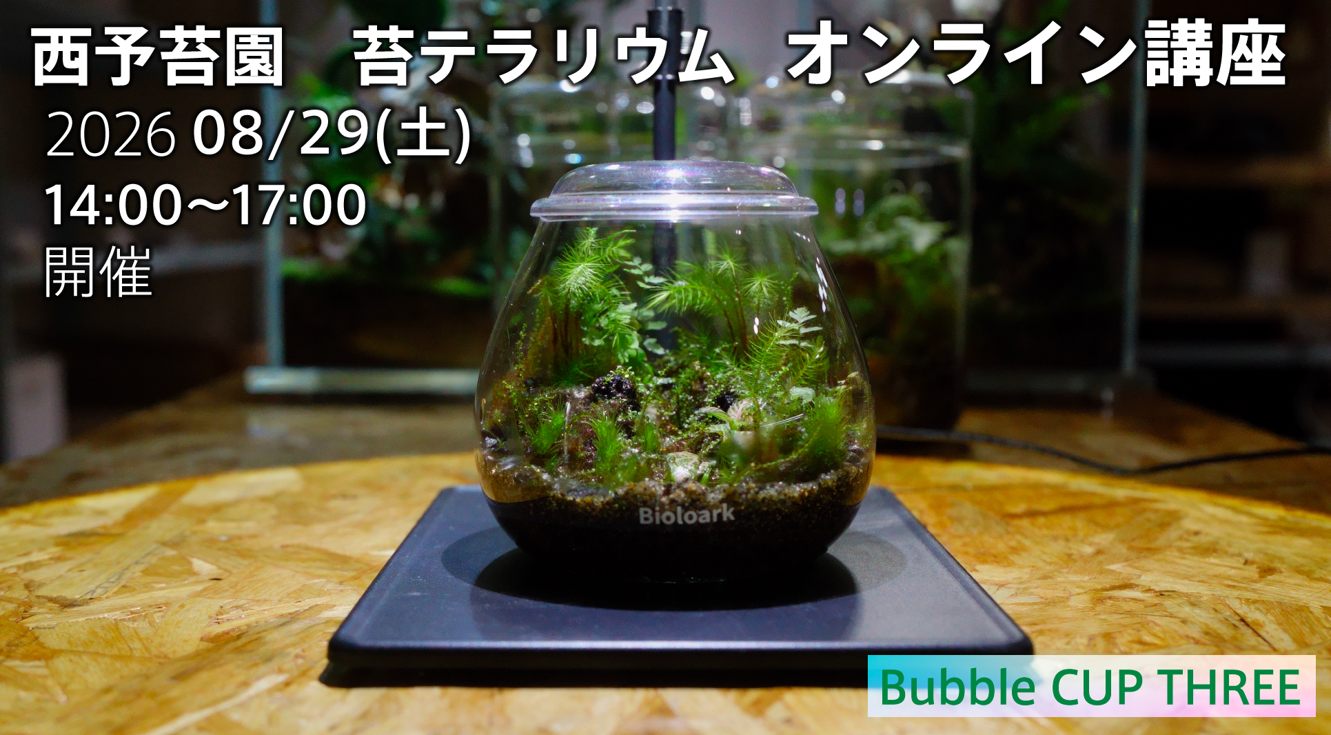 【8/29開催】Bubble Cupで作る苔テラリウム オンライン講座【THREE】