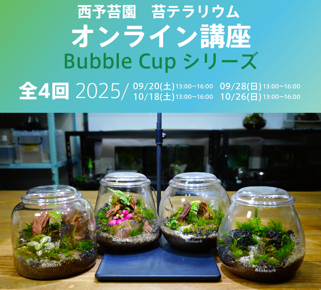 苔テラリウムのオンライン講座を開催します