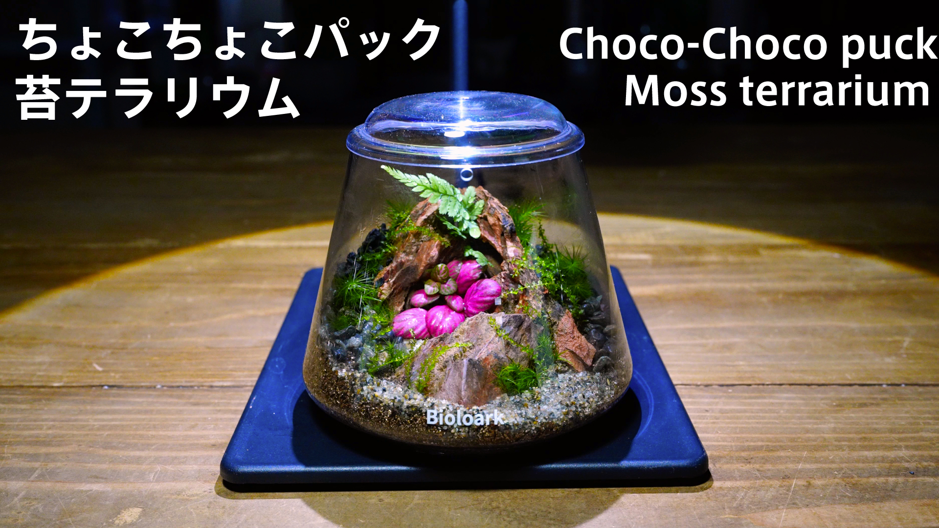 ちょこちょこパックで作る苔テラリウム 動画公開しました