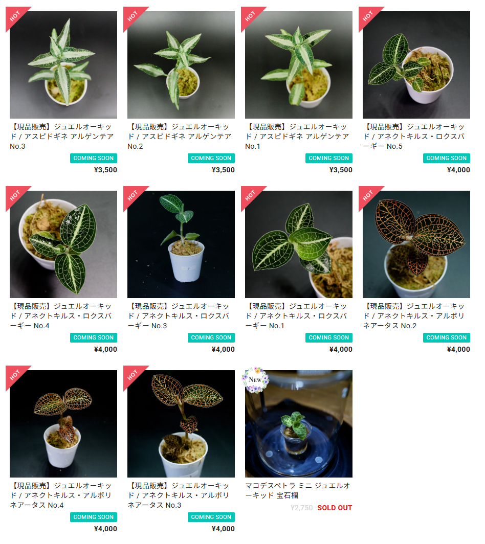 西予苔園はじめてのジュエルオーキッド販売｜本日20時スタート