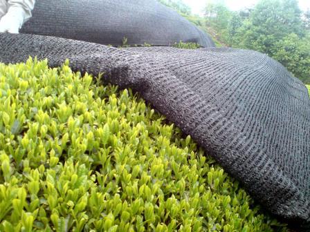 かぶせ作業で美味しいお茶が