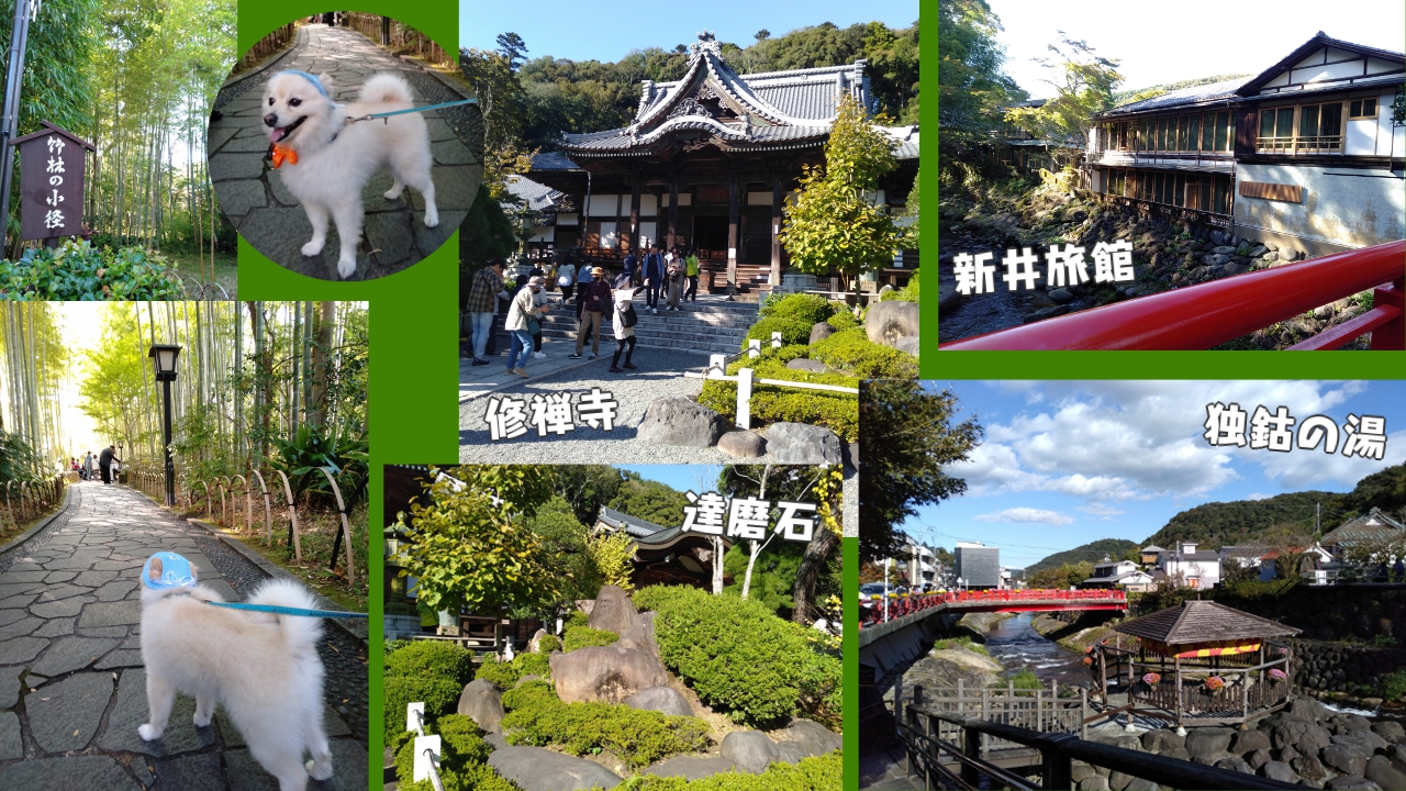 伊豆・修善寺に行ってきました。