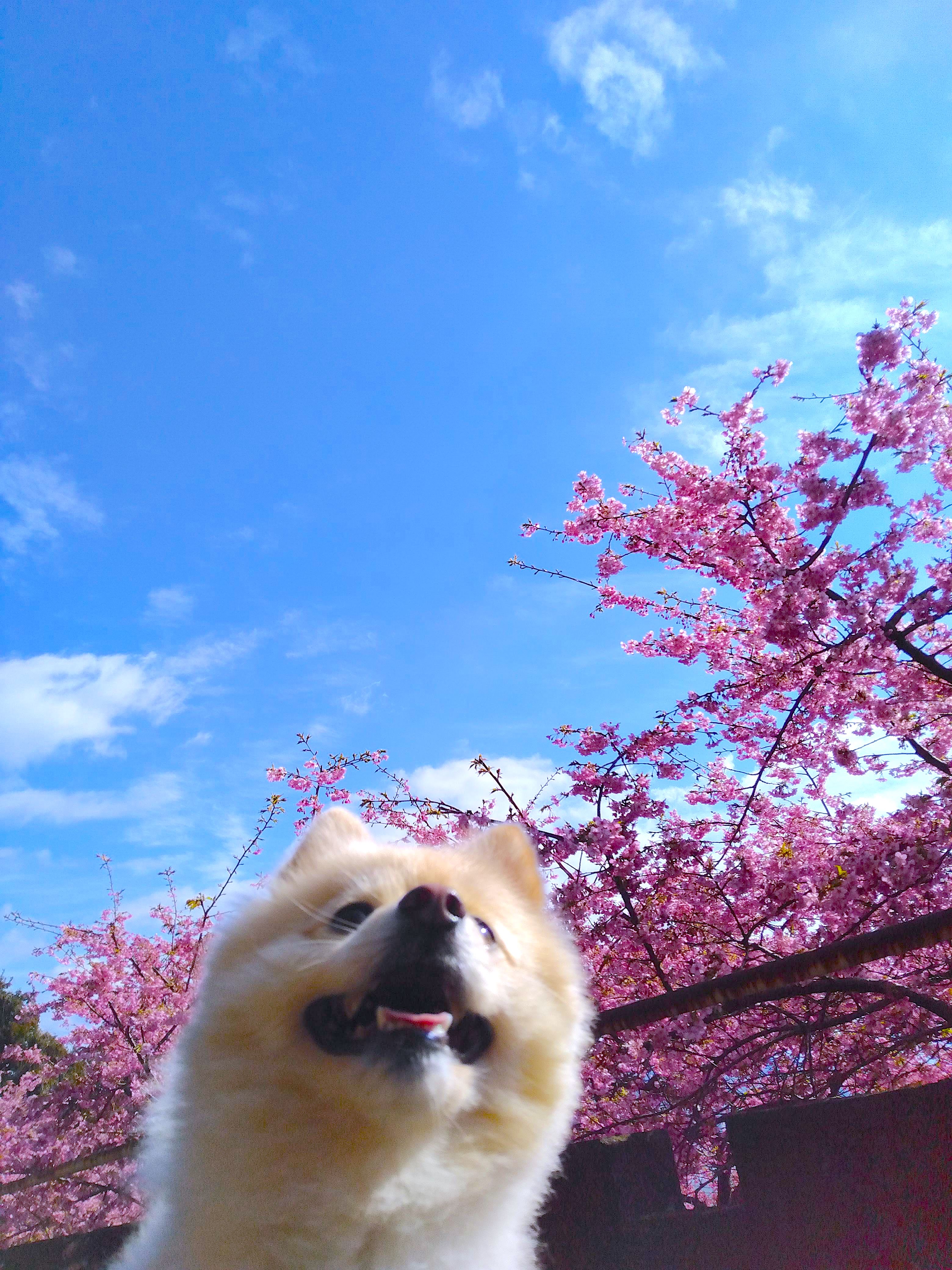 お花見をしに山へ行きました。