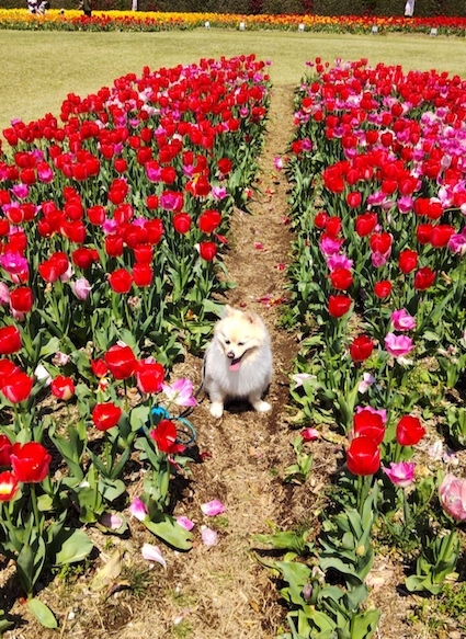 チューリップが咲く公園