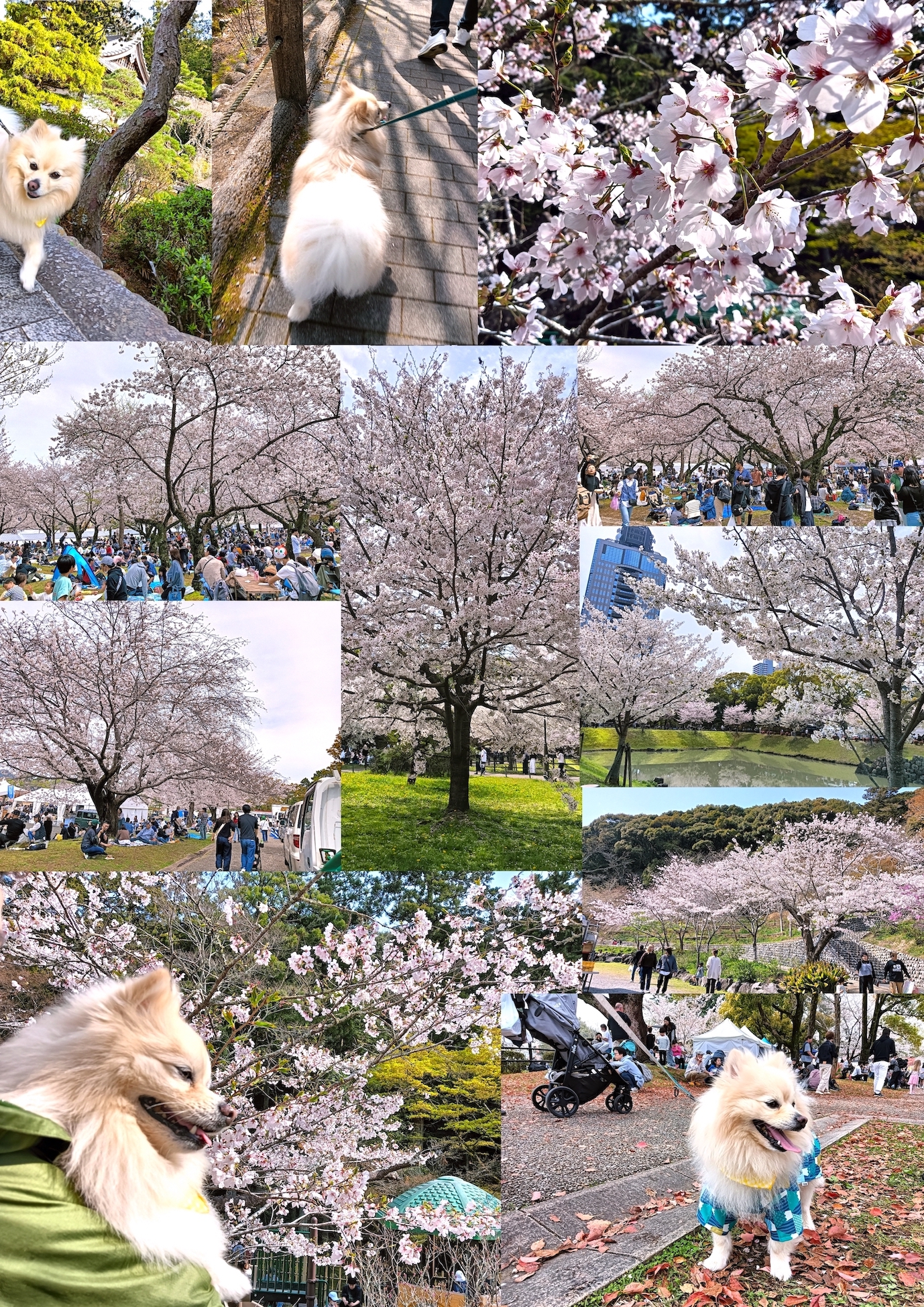 桜日和