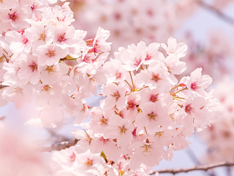 Spring has come | 兵庫も春がきました