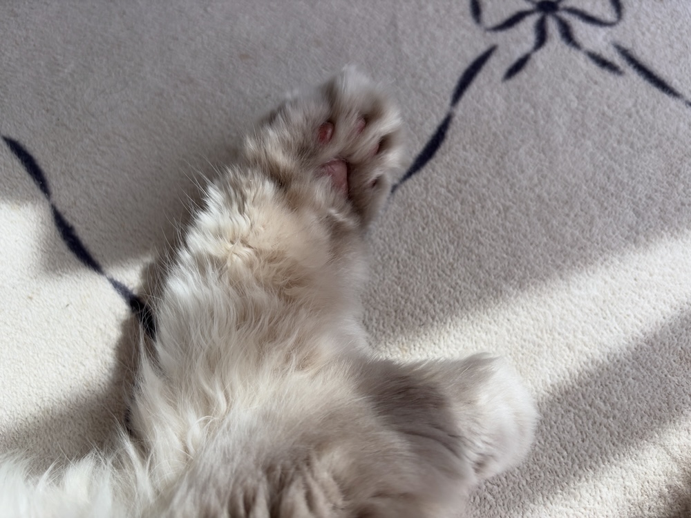 二転三転して申し訳ございません!25%オフクーポン出しました