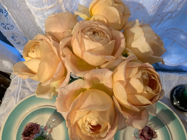 知ってた？薔薇って2300種類もあるんだって。
