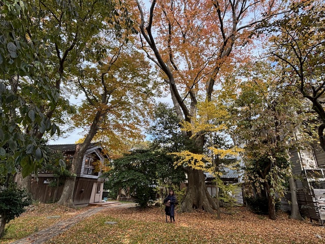 今年の新潟の秋の風景が心に刺さりまくっています。