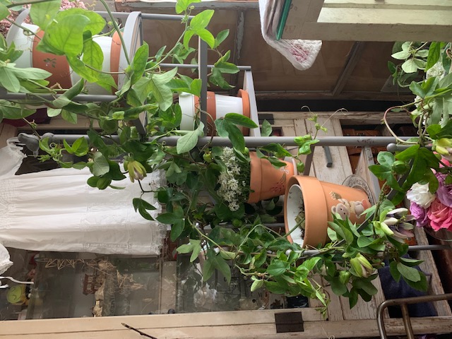 空想Noël’s  Botanical garden遂に完成です！！