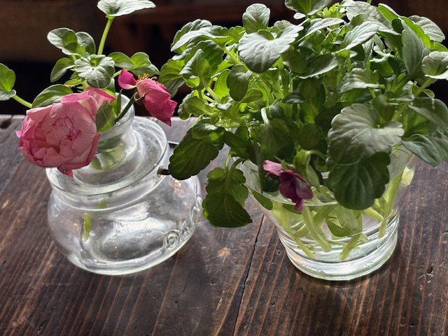 免疫力アップ大作戦　⑥シュガーコート　⑦登喜和寿司で始まり登喜和寿司で終わる＾＾／