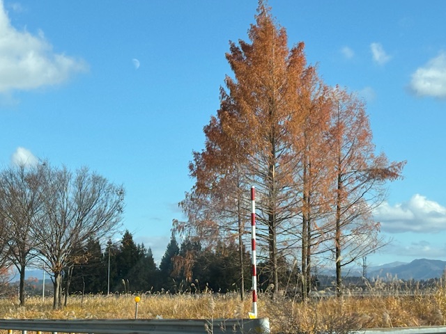 免疫力アップ大作戦　③竹所集落のイエローハウス　④シネウインド　⑤ルーローで気持ちほっこり