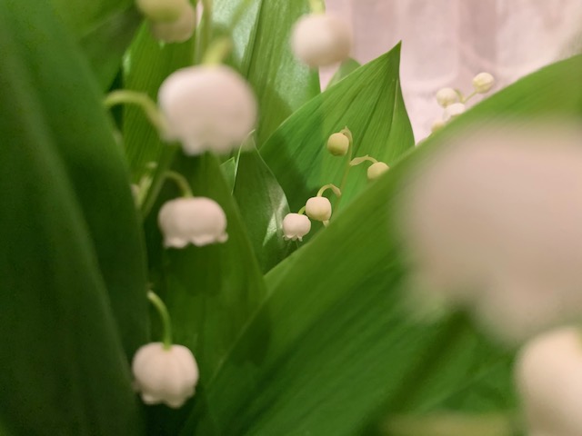 GREEN & WHITE