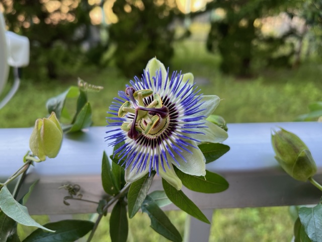 5月の爽やかな風に吹かれてピンクな気持ちでイチゴのケーキとか抹茶のケーキとかキルシュバウムとか！