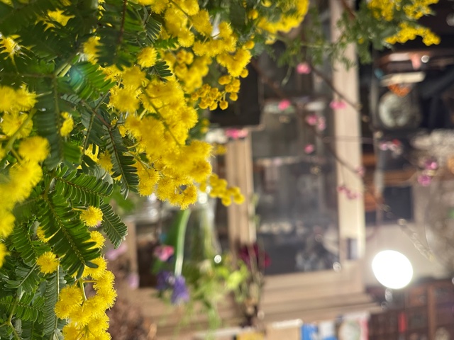 mimosa の季節