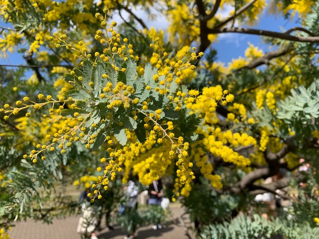 大江戸骨董市　in 代々木公園