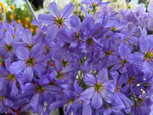 3月はたくさんのお花に包まれて