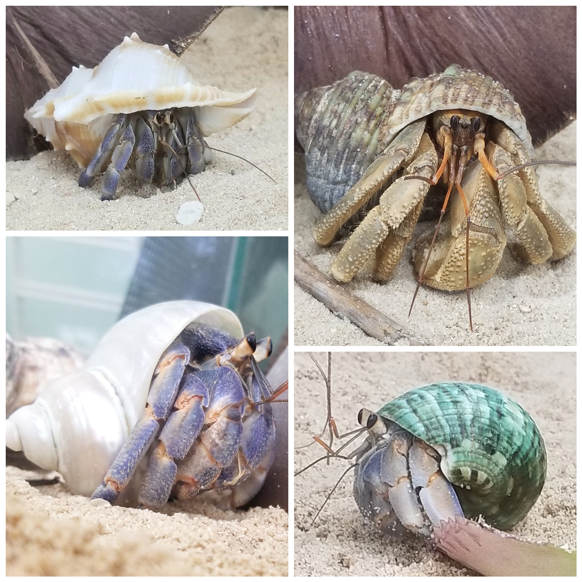 Blog ドッグサロン オカヤドカリショップ Dear Wan