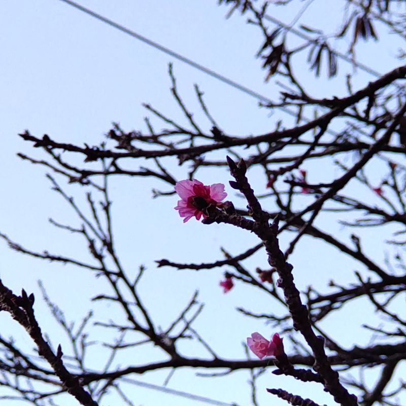 もう、沖縄は桜が咲いたよ 2022