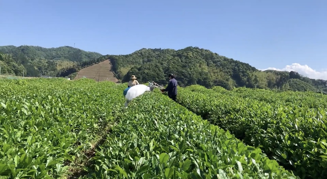 お茶の新芽【お家でお茶摘みしましょう】
