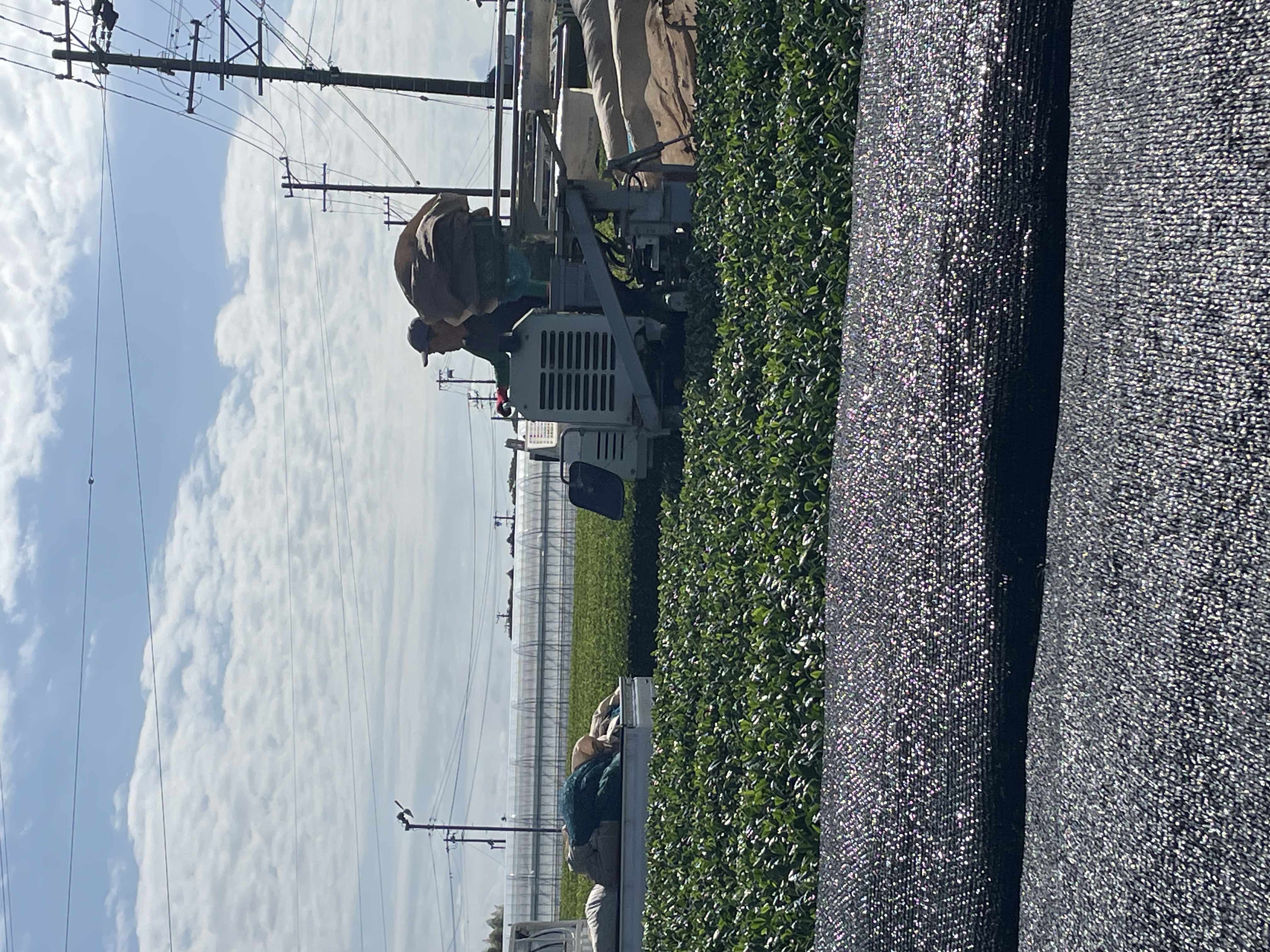 つゆひかり、ようやく収穫終了