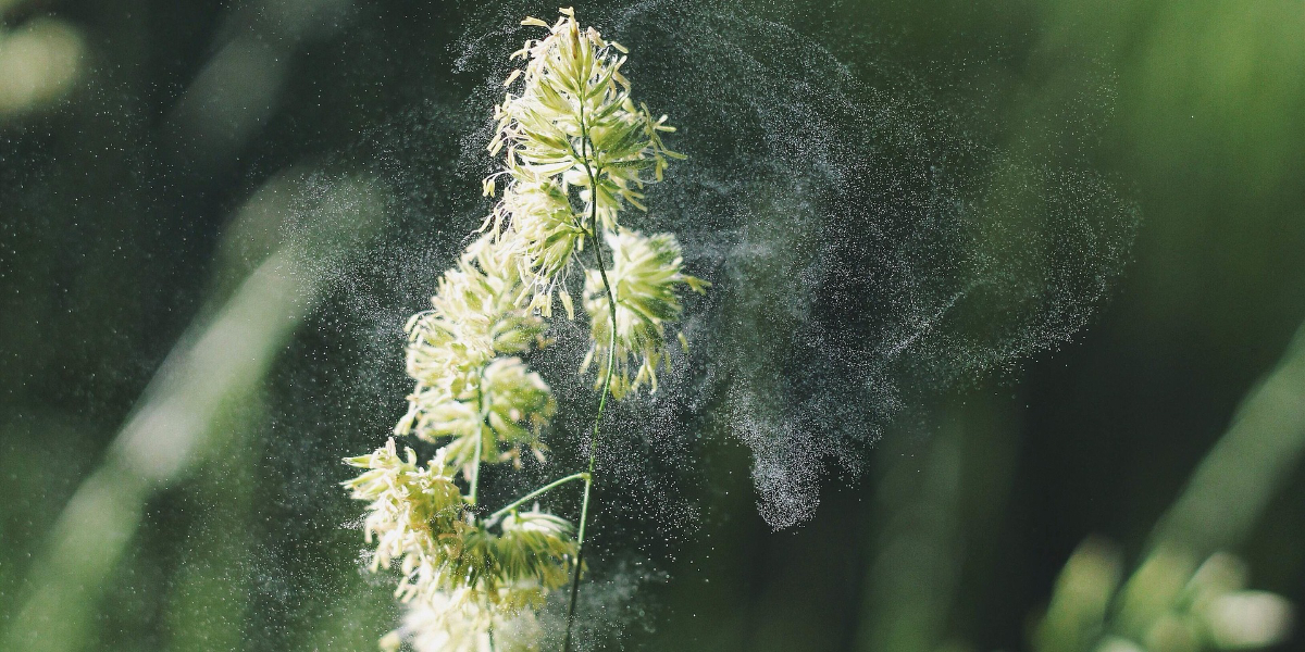 🌿 CBDは花粉症に効果がある？