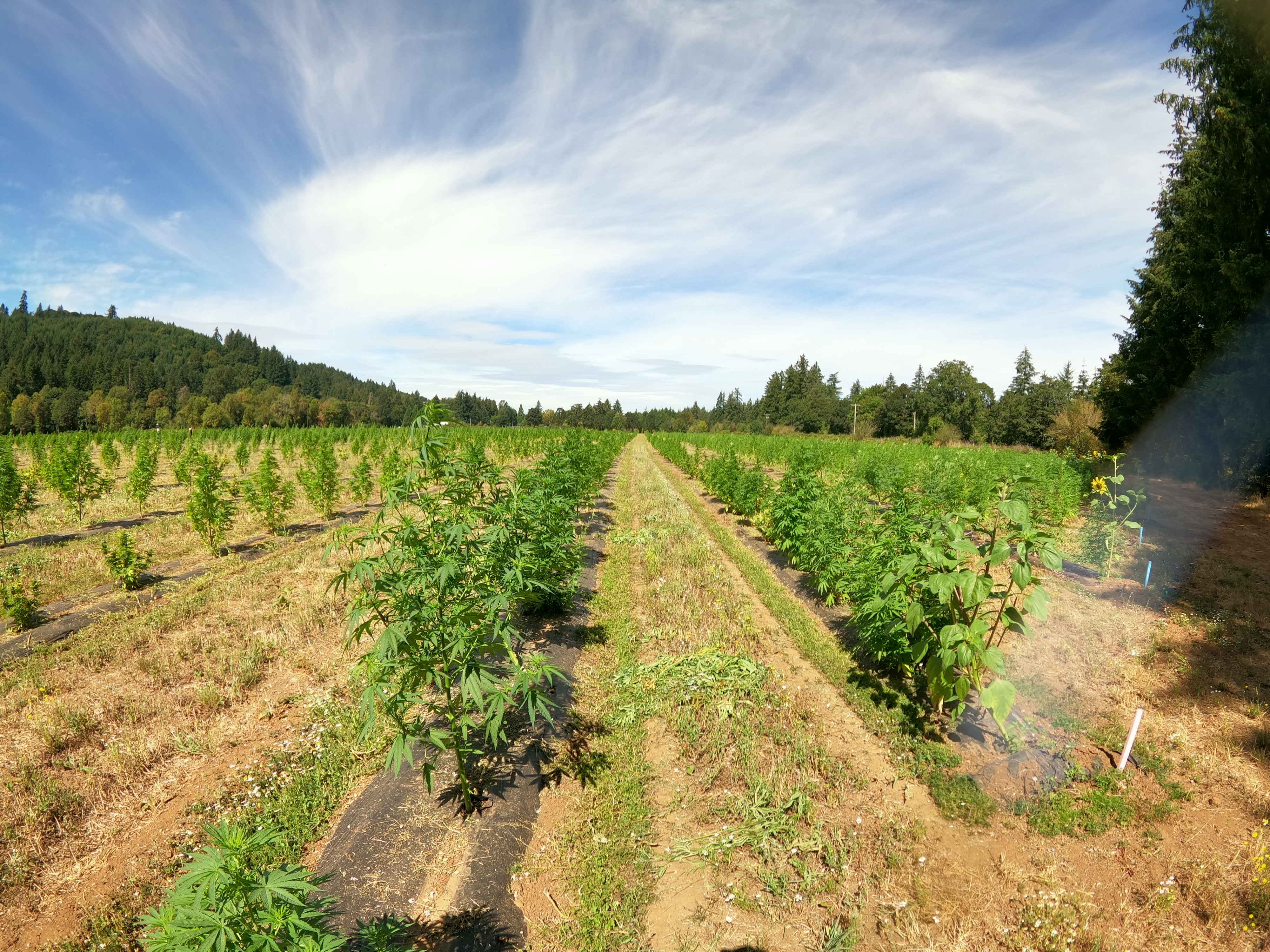 私がCBDオイルを摂り続けてる理由。これを試して、初めてCBDの「真価」を知りました。part2